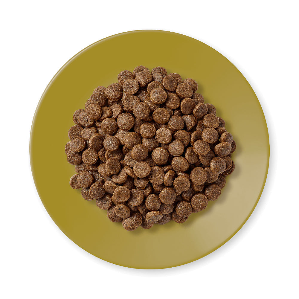 ابلاوز طعام جاف بنكهة الدجاج مع لحم الضأن للقطط البالغة